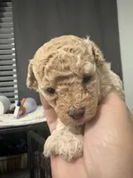 Bella, a female Poodle - Toy  for sale in Miami, FL – 6 of 9