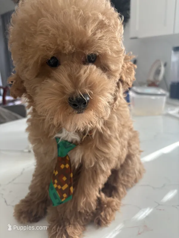 Rocky AKC  – Poodle - Toy  puppy for sale in Miami, FL