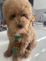 Rocky AKC , a male Poodle - Toy  for sale in Miami, FL – 1 of 9