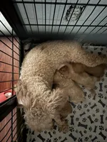 Prince AKC, a male Poodle - Toy  for sale in Miami, FL – 5 of 6