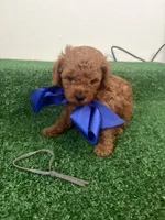 Ricki AKC, a male Poodle - Toy  for sale in Miami, FL – 2 of 6