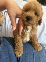 Rocky AKC , a male Poodle - Toy  for sale in Miami, FL – 3 of 9