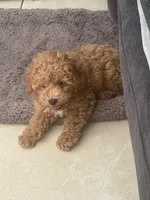 Rocky AKC , a male Poodle - Toy  for sale in Miami, FL – 5 of 9