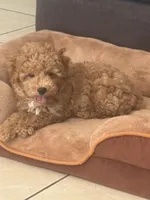 Rocky AKC , a male Poodle - Toy  for sale in Miami, FL – 4 of 9