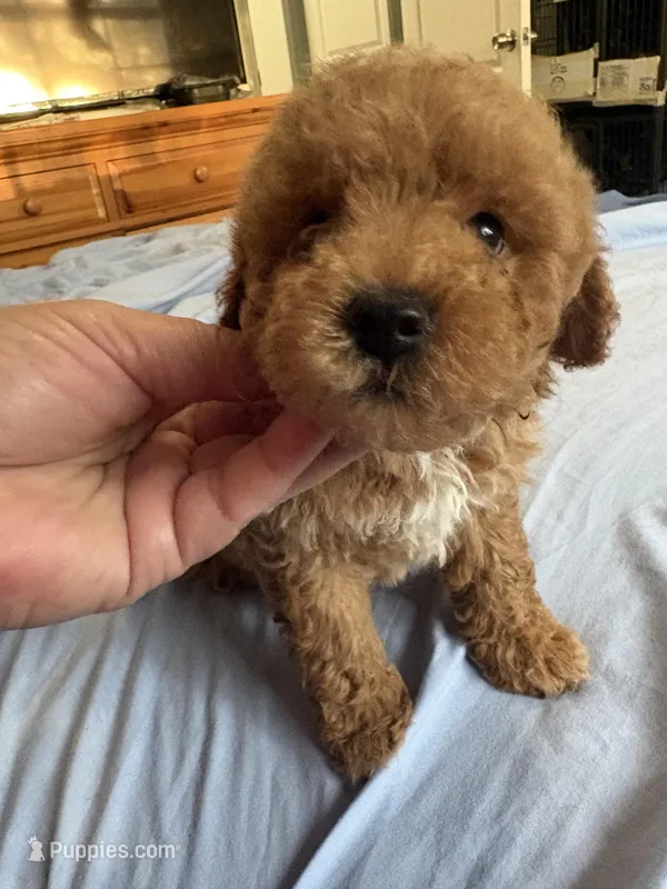 Rocky AKC  – Poodle - Toy  puppy for sale in Miami, FL
