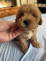 Rocky AKC , a male Poodle - Toy  for sale in Miami, FL – 8 of 9