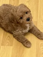 Rocky AKC , a male Poodle - Toy  for sale in Miami, FL – 9 of 9