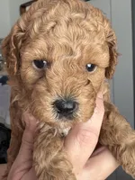 Rocky AKC , a male Poodle - Toy  for sale in Miami, FL – Photo 2 of 3