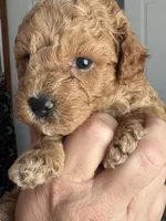 Rocky AKC , a male Poodle - Toy  for sale in Miami, FL – Photo 3 of 3