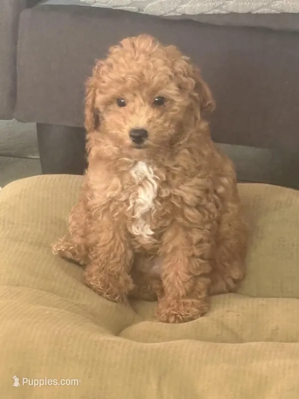 Rocky AKC  – Poodle - Toy  puppy for sale in Miami, FL