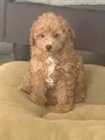 Rocky AKC , a male Poodle - Toy  for sale in Miami, FL – 1 of 9