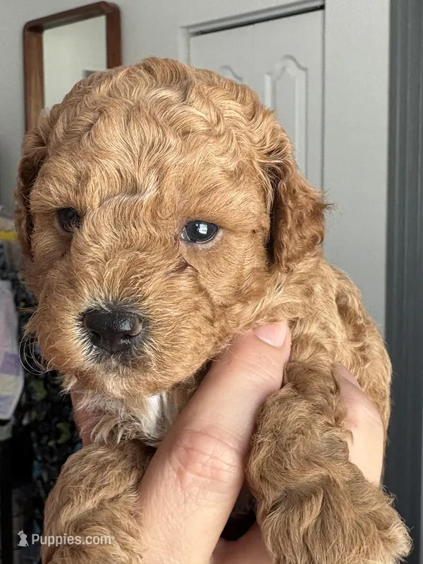 Rocky AKC  – Poodle - Toy  puppy for sale in Miami, FL