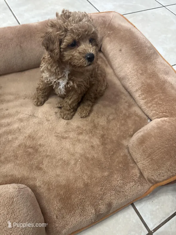 Rocky AKC  – Poodle - Toy  puppy for sale in Miami, FL