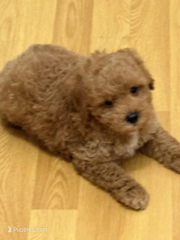 Rocky AKC  – Poodle - Toy  puppy for sale in Miami, FL