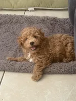 Rocky AKC , a male Poodle - Toy  for sale in Miami, FL – 2 of 9