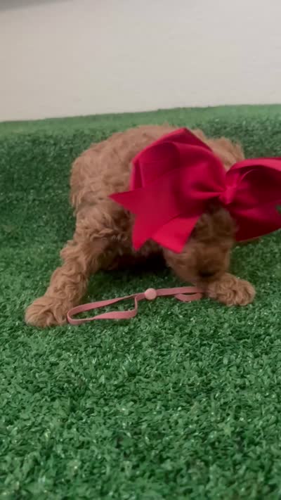 Lily Akc, a female Poodle - Toy  for sale in Miami, FL – 5 of 5