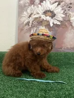 Charlie AKC, a male Poodle - Toy  for sale in Miami, FL – 2 of 9