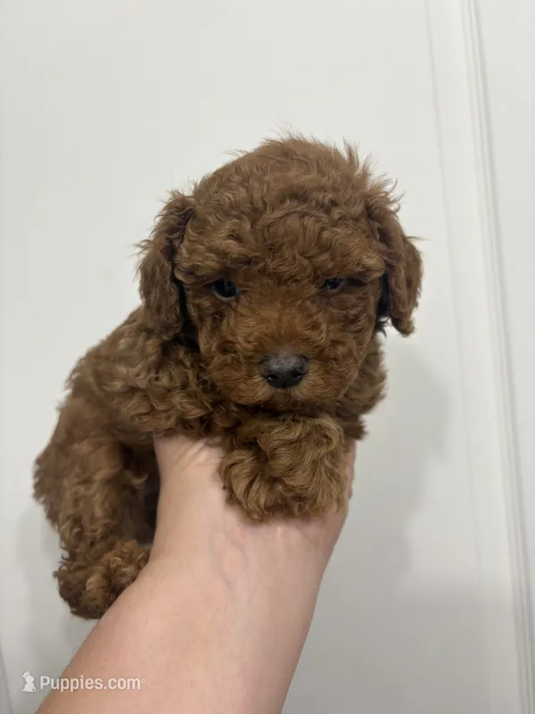 Nick AKC – Poodle - Toy  puppy for sale in Miami, FL
