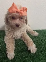 Queen AKC, a female Poodle - Toy  for sale in Miami, FL – 3 of 10