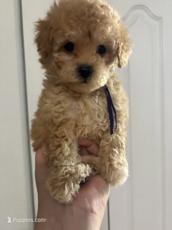Mary AKC – Poodle - Toy  puppy for sale in Miami, FL