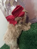 Bella AKC ( Tcup ), a female Poodle - Toy  for sale in Miami, FL – 3 of 10