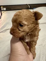 Princes, a female Yorkshire Terrier and Poodle - Toy  for sale in Miami, FL – 4 of 9