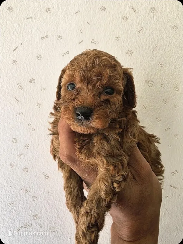 Milo AKC – Poodle - Toy  puppy for sale in Miami, FL