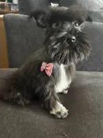 Mary CKC, a female Miniature Schnauzer for sale in Miami, FL – 3 of 9