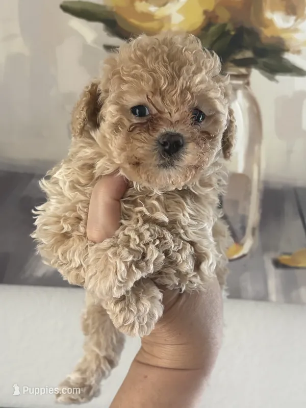 Bella – Poodle - Toy  puppy for sale in Miami, FL