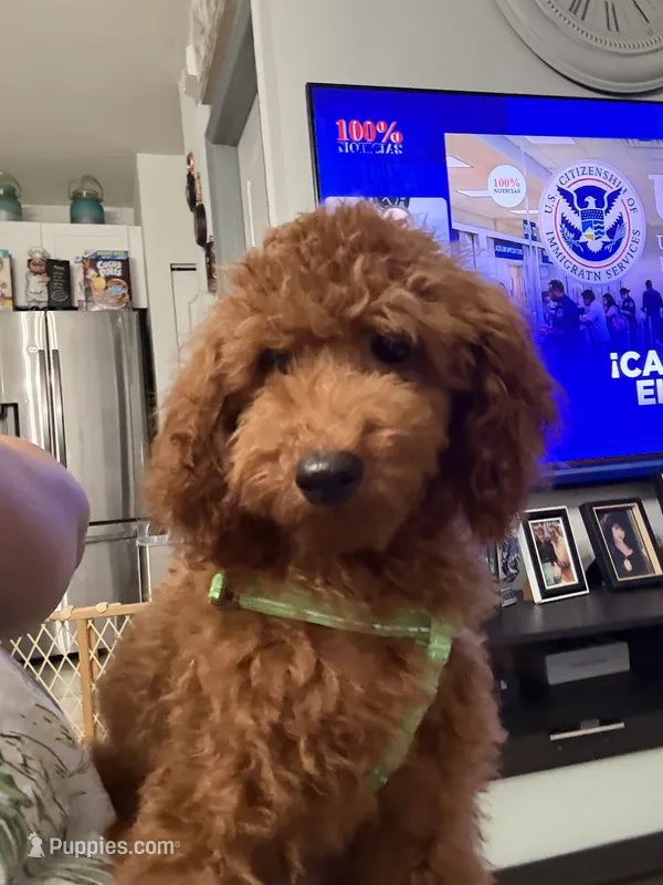 Luca AKC – Poodle - Toy  puppy for sale in Miami, FL