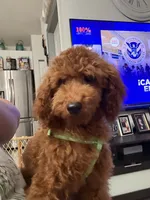 Luca AKC, a male Poodle - Toy  for sale in Miami, FL – 1 of 9