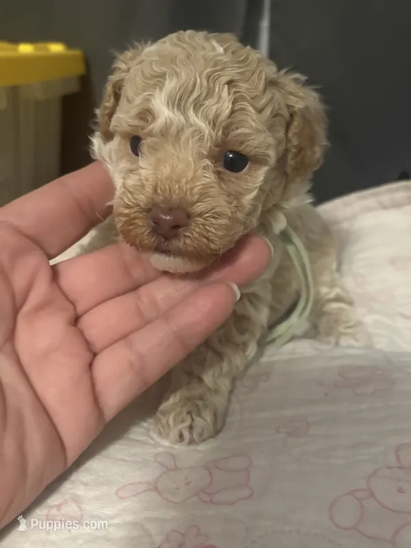 Lola AKC – Poodle - Toy  puppy for sale in Miami, FL
