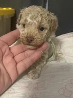 Lola AKC, a female Poodle - Toy  for sale in Miami, FL – 1 of 4