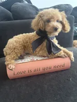 Rick AKC tcup, a male Poodle - Toy  for sale in Miami, FL – 2 of 10