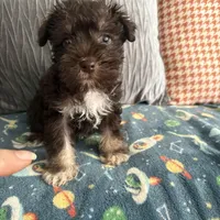 Tom CKC, a male Miniature Schnauzer for sale in Miami, FL – Photo 4 of 8
