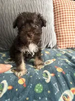 Tom CKC, a male Miniature Schnauzer for sale in Miami, FL – Photo 1 of 5