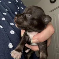 Tom CKC, a male Miniature Schnauzer for sale in Miami, FL – Photo 8 of 8