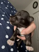 Tom CKC, a male Miniature Schnauzer for sale in Miami, FL – Photo 5 of 5