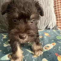 Tom CKC, a male Miniature Schnauzer for sale in Miami, FL – Photo 5 of 8