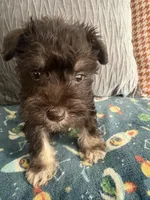 Tom CKC, a male Miniature Schnauzer for sale in Miami, FL – Photo 2 of 5