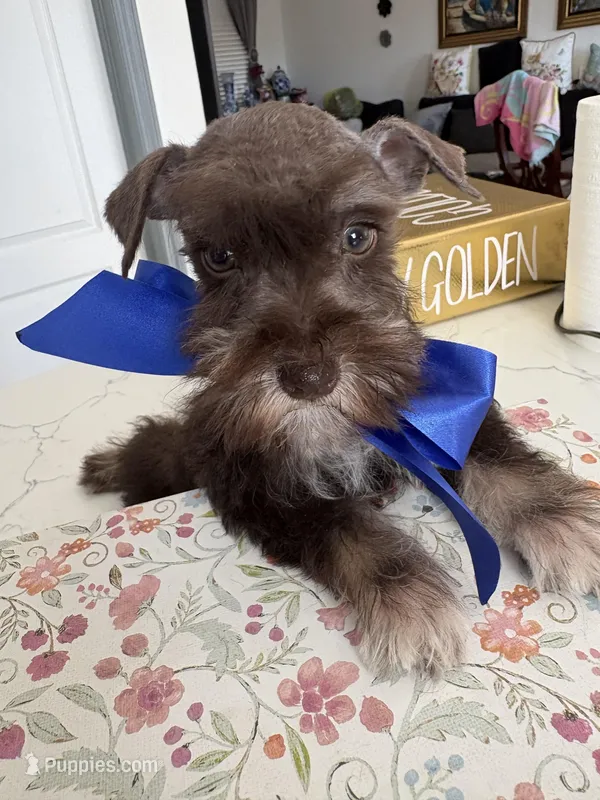 Tom CKC – Miniature Schnauzer puppy for sale in Miami, FL
