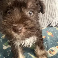 Tom CKC, a male Miniature Schnauzer for sale in Miami, FL – Photo 6 of 8