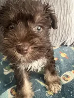 Tom CKC, a male Miniature Schnauzer for sale in Miami, FL – Photo 3 of 5