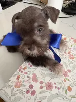 Tom CKC, a male Miniature Schnauzer for sale in Miami, FL – Photo 2 of 8