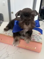 Tom CKC, a male Miniature Schnauzer for sale in Miami, FL – Photo 3 of 8