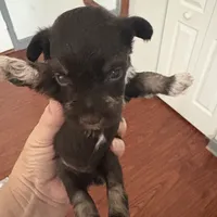 Tom CKC, a male Miniature Schnauzer for sale in Miami, FL – Photo 7 of 8