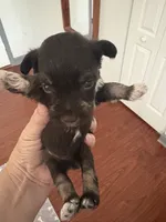 Tom CKC, a male Miniature Schnauzer for sale in Miami, FL – Photo 4 of 5