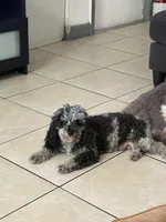 Ben AKC, a male Poodle - Toy  for sale in Miami, FL – 4 of 5