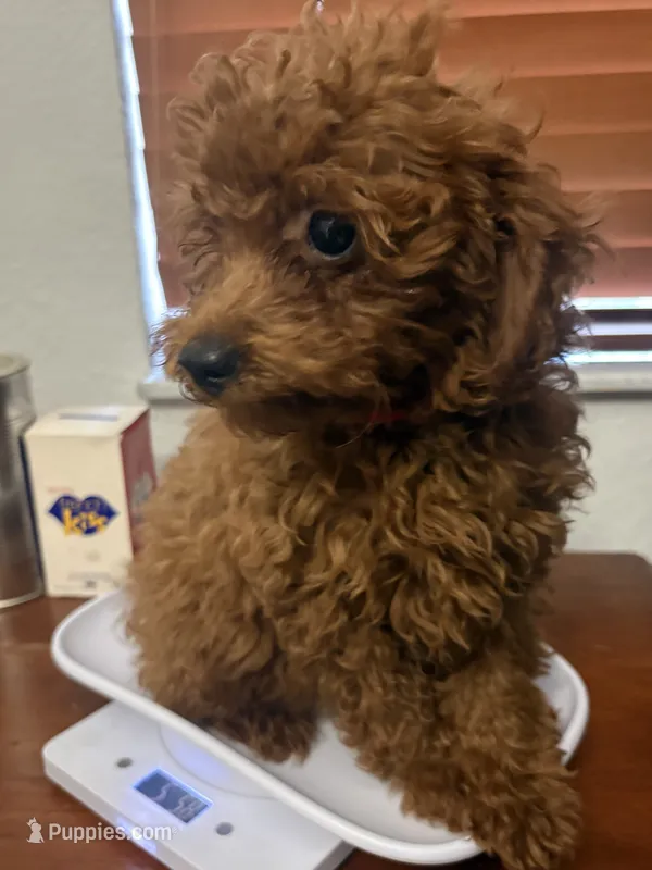 Mimi AKC – Poodle - Toy  puppy for sale in Miami, FL
