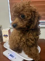 Mimi AKC, a female Poodle - Toy  for sale in Miami, FL – 5 of 10